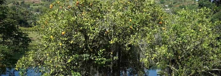 Orangenbäume am See
